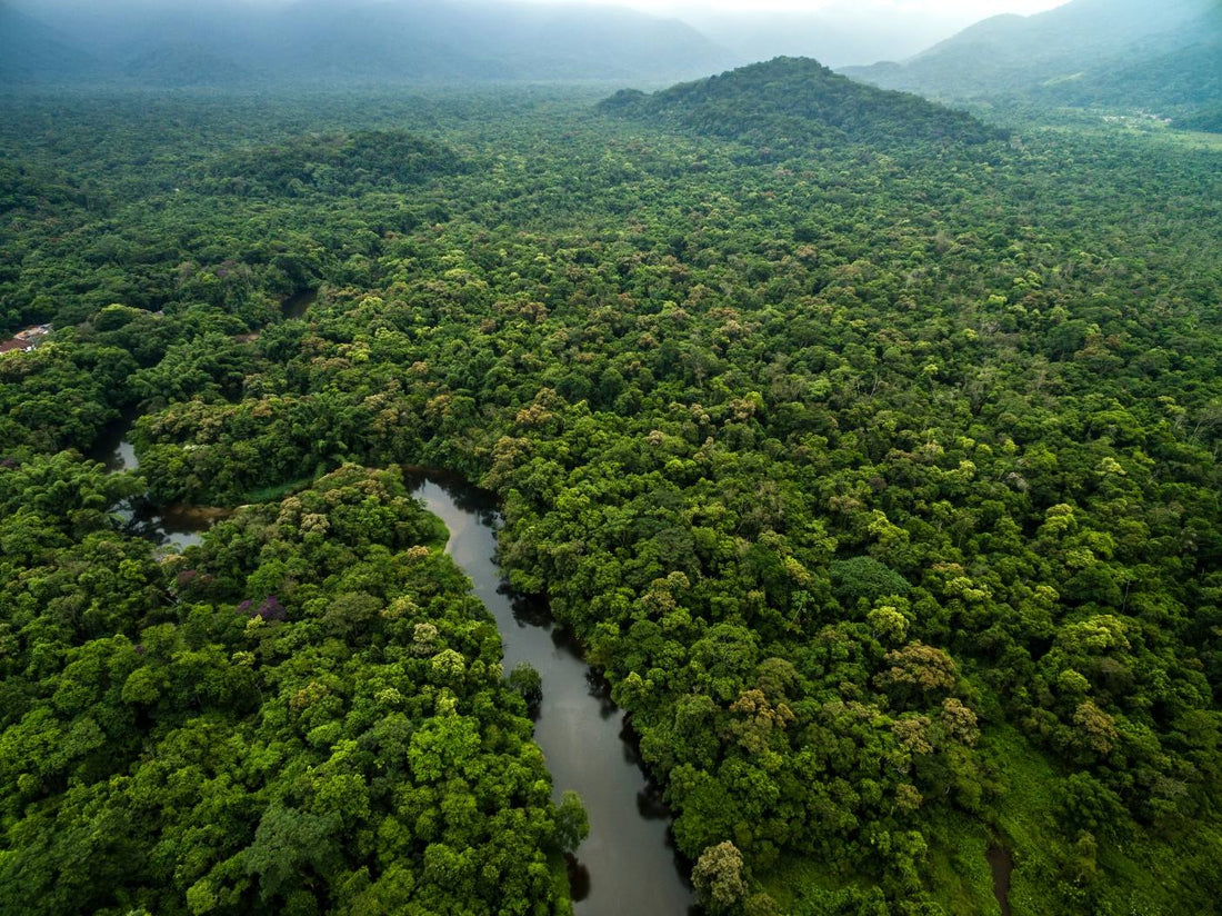 Tree Soap Co.: Dedicated to Preserving the Rainforest, One Bar at a Time